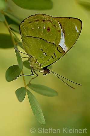 245 Gruenling - Nessaea batesii